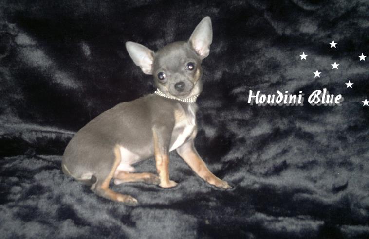 De La Grange Enchantée Houdini blue