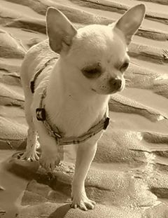 Macha Des patibullies