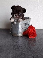CHIOT
