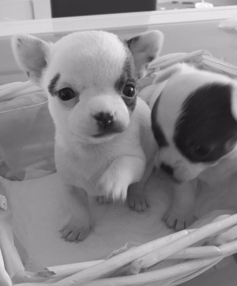 Amélie Vendeville - Chihuahua - Portée née le 03/02/2017
